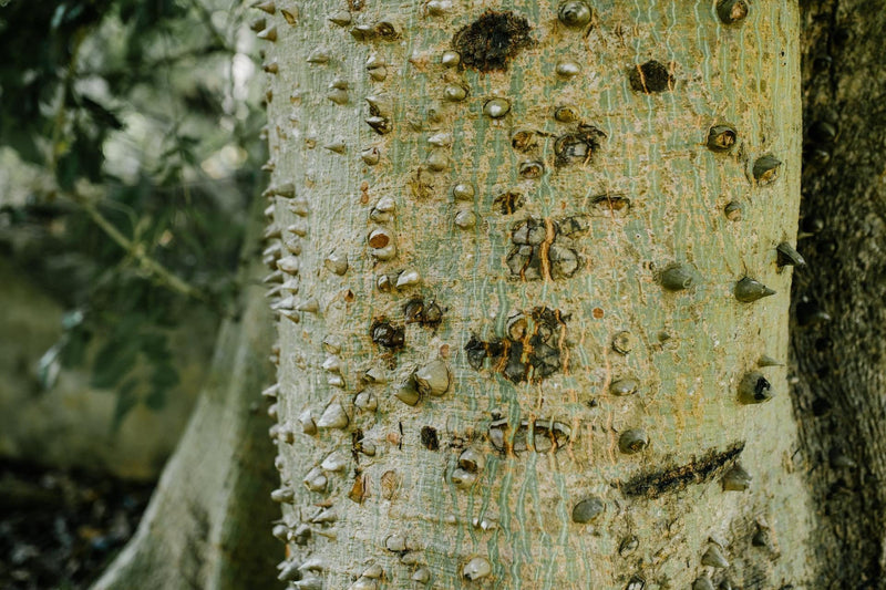 Kapok : la merveille durable de la nature